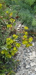 Euphorbia petrophila