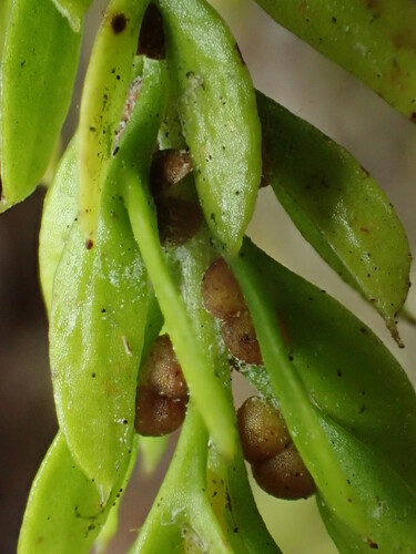 Tmesipteris gracilis observed 2017-11-13