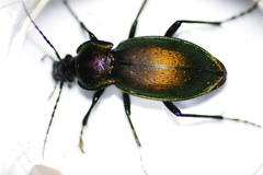 Carabus scheidleri