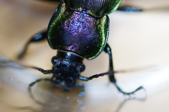 Carabus scheidleri