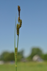 Carex hartmanii