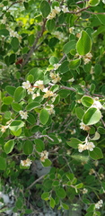 Cotoneaster suavis