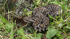 Wagner's Viper photo 3