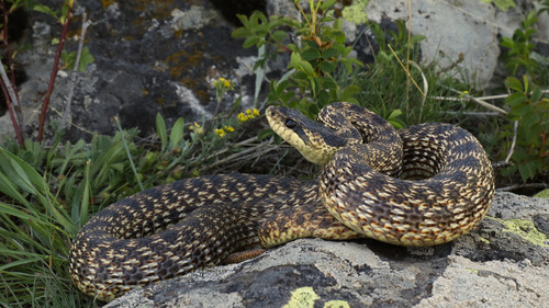 Urartian Ratsnake