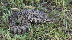 Wagner's Viper photo 2