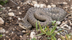 Sako's Viper photo 2