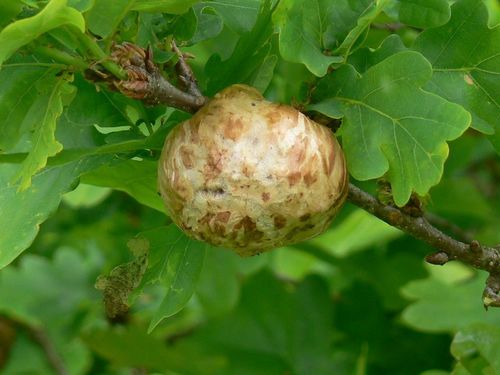 Oak Apple Gall Wasp