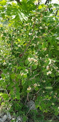 Cotoneaster suavis