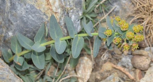 Euphorbia nevadensis ssp. nevadensis