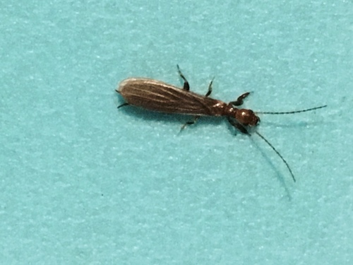 Oligotoma humbertiana
