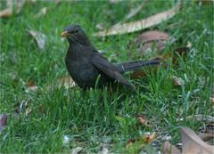 Turdus merula