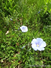 Linum austriacum