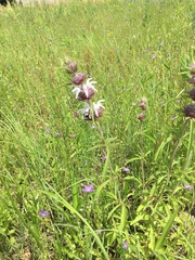 Monarda clinopodioides