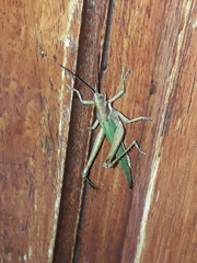 Coryacris angustipennis