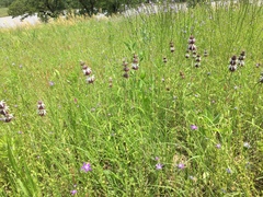 Monarda clinopodioides
