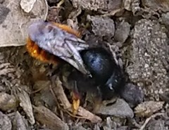 Osmia bicolor