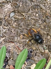 Osmia bicolor