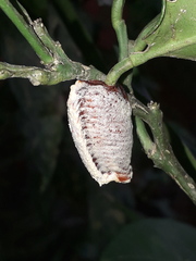 Stagmatoptera hyaloptera