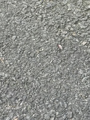 Camponotus pennsylvanicus