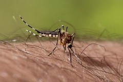 Aedes canadensis