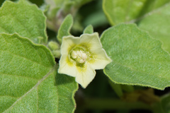 Physalis minima