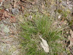 Juncus greenei