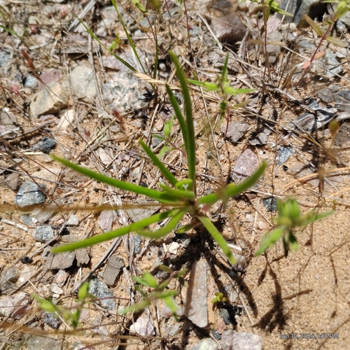 Image of Phemeranthus rugospermus by (c) Bryce, some rights reserved (CC BY)
