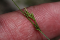 Juncus greenei