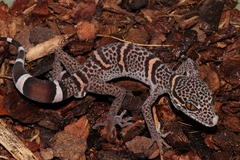 Chinese Leopard Gecko photo 2
