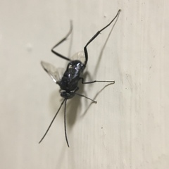 Evania appendigaster