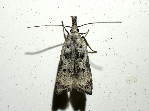 Inverse and Kimball's Dichomeris Moths photo 4