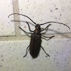 Aegolipton marginale