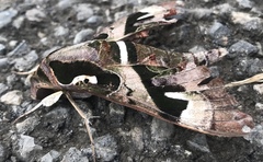 Daphnis dohertyi