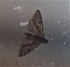 Sufetula hemiophthalma