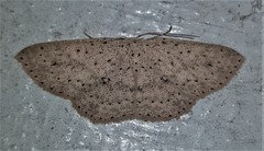 Cyclophora turneri