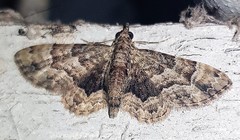 Gymnoscelis lophopus