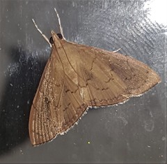 Hyalobathra