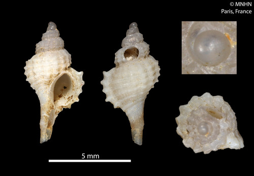 Enatimene lanceolatus
