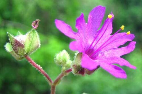 Mirabilis violacea, photograph 1