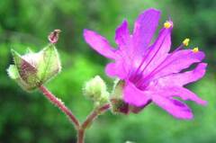 Mirabilis violacea, photograph author not stated, no rights reserved