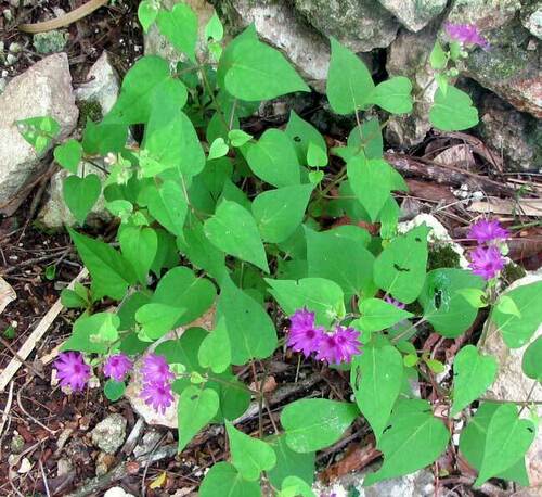 Mirabilis violacea, photograph 2