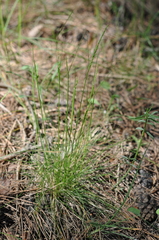 Festuca ovina