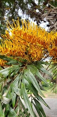 Grevillea robusta