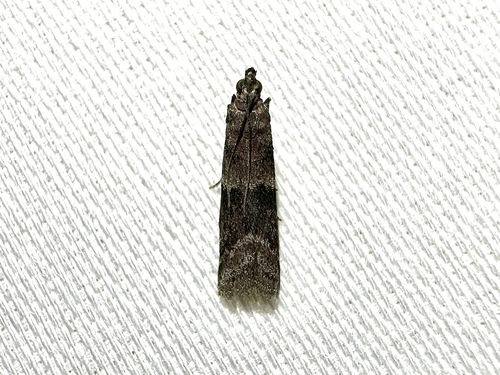 Reddish Ephestiodes Moth photo 4