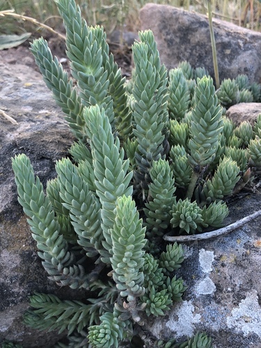 Pale Stonecrop