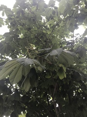 Aesculus hippocastanum