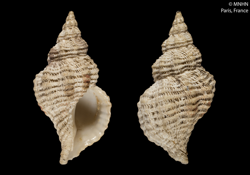 Fuegotrophon pallidus