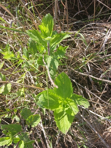 hoary vervain