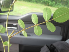 Tephrosia potosina