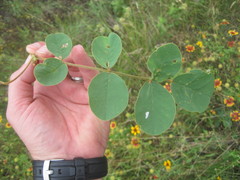 Tephrosia potosina
